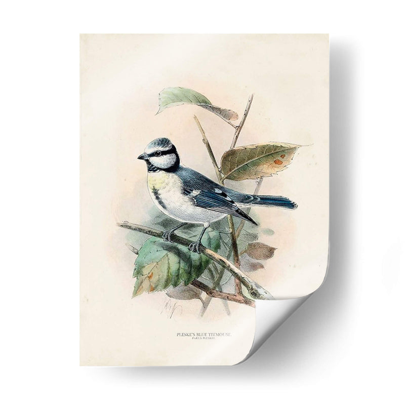 Pájaros Antiguos Vi | Cuadro decorativo de Canvas Lab