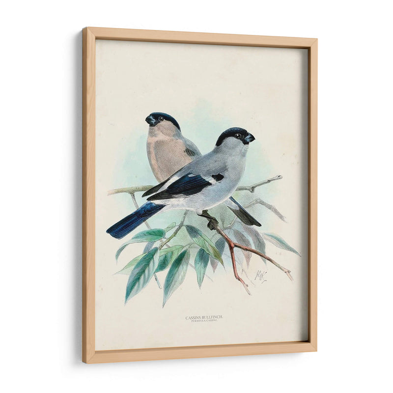 Pájaros Antiguos Viii | Cuadro decorativo de Canvas Lab