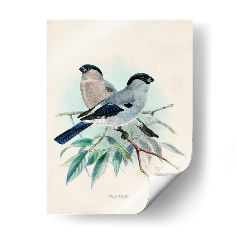 Pájaros Antiguos Viii | Cuadro decorativo de Canvas Lab