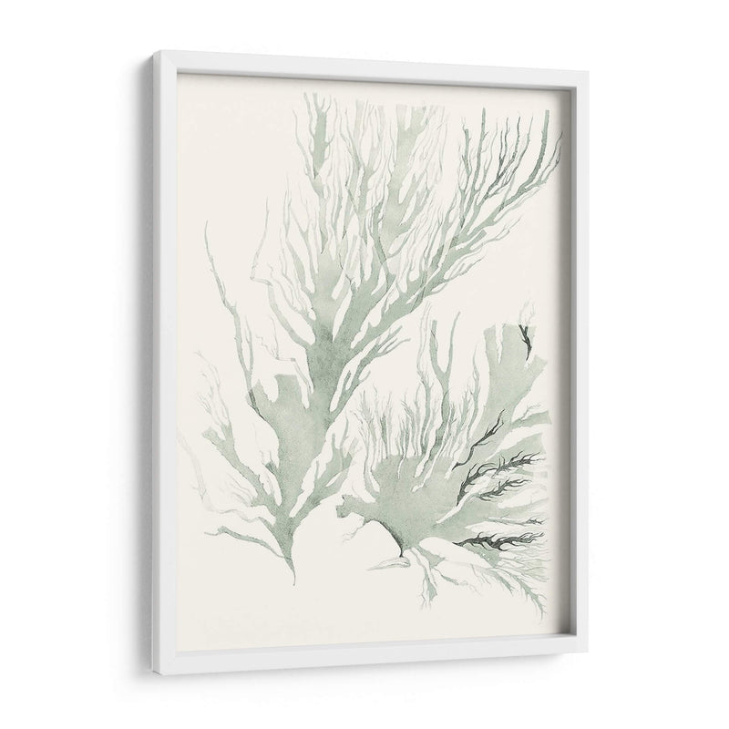 Sage Green Seaweed Iv - Vision Studio | Cuadro decorativo de Canvas Lab