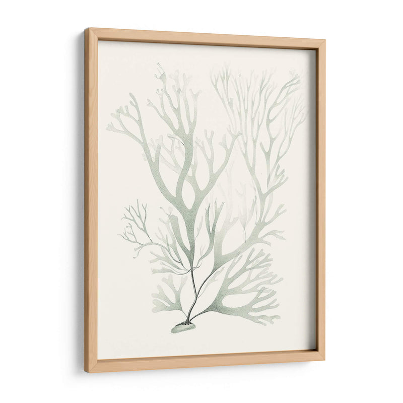 Sage Green Seaweed V - Vision Studio | Cuadro decorativo de Canvas Lab