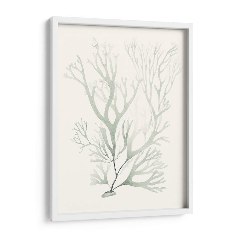 Sage Green Seaweed V - Vision Studio | Cuadro decorativo de Canvas Lab