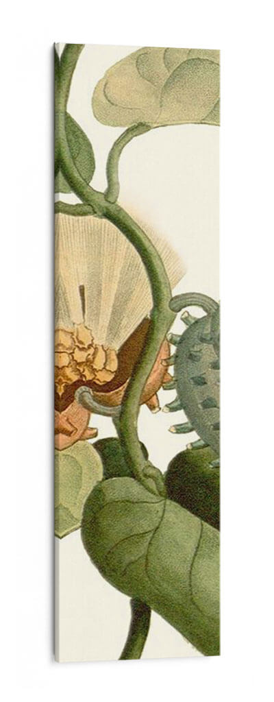 Turpin Exótico Botánico V - Turpin | Cuadro decorativo de Canvas Lab