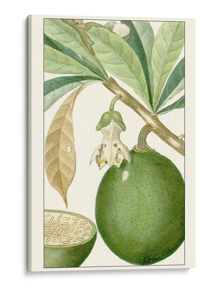 Turpin Exótico Botánico Viii - Turpin | Cuadro decorativo de Canvas Lab