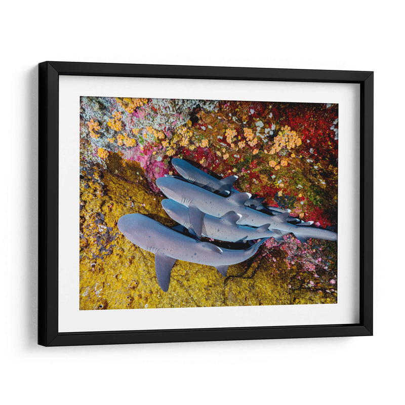 Familia de tiburones | Cuadro decorativo de Canvas Lab