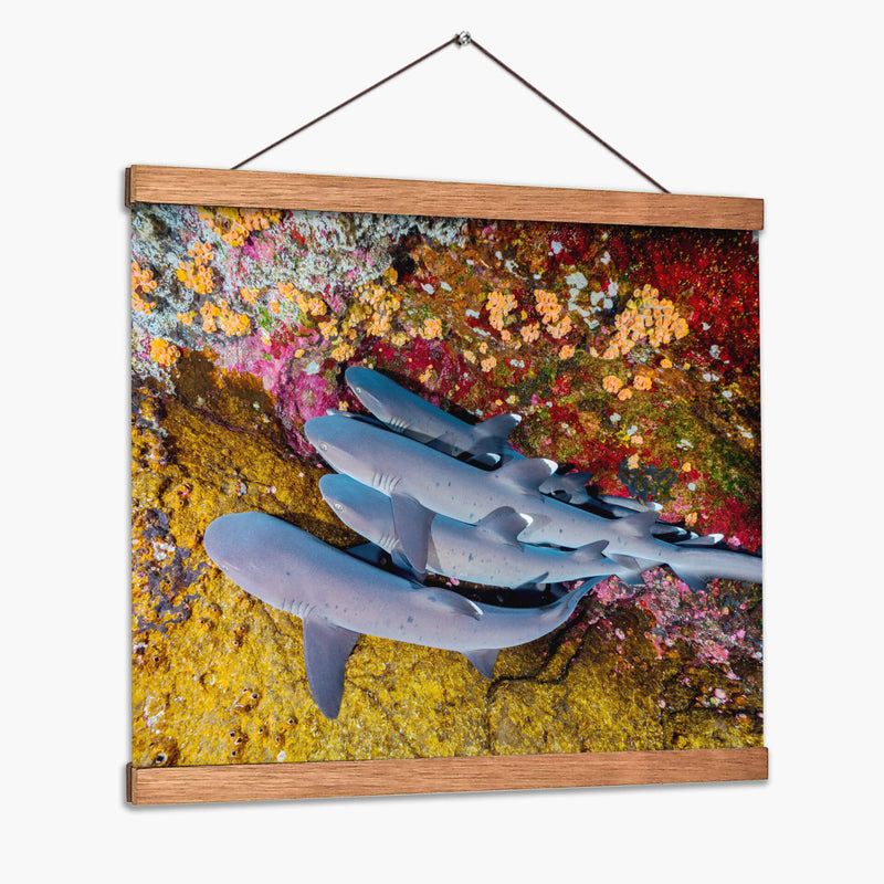 Familia de tiburones | Cuadro decorativo de Canvas Lab