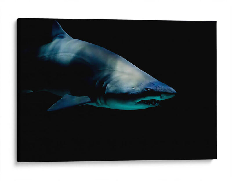 Tiburón al acecho | Cuadro decorativo de Canvas Lab