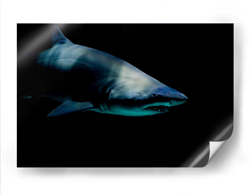 Tiburón al acecho | Cuadro decorativo de Canvas Lab