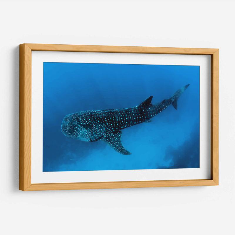 Tiburón ballena en lo azul | Cuadro decorativo de Canvas Lab