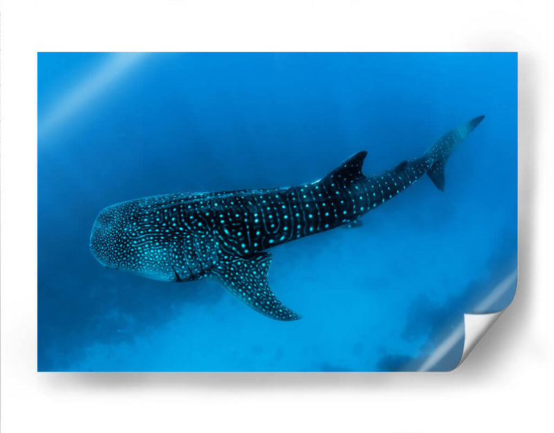 Tiburón ballena en lo azul | Cuadro decorativo de Canvas Lab
