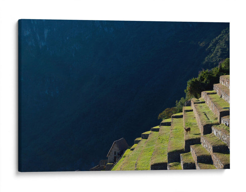 Llama en Machu Picchu | Cuadro decorativo de Canvas Lab