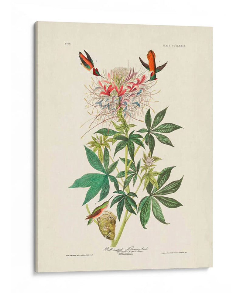 Pl 379 Colibrí De Cuello De Ruff - John James Audubon | Cuadro decorativo de Canvas Lab