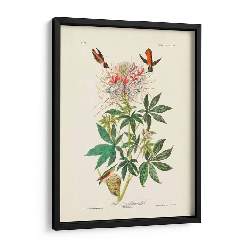 Pl 379 Colibrí De Cuello De Ruff - John James Audubon | Cuadro decorativo de Canvas Lab
