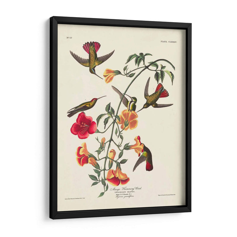 Pl 184 Mango Colibrí - John James Audubon | Cuadro decorativo de Canvas Lab