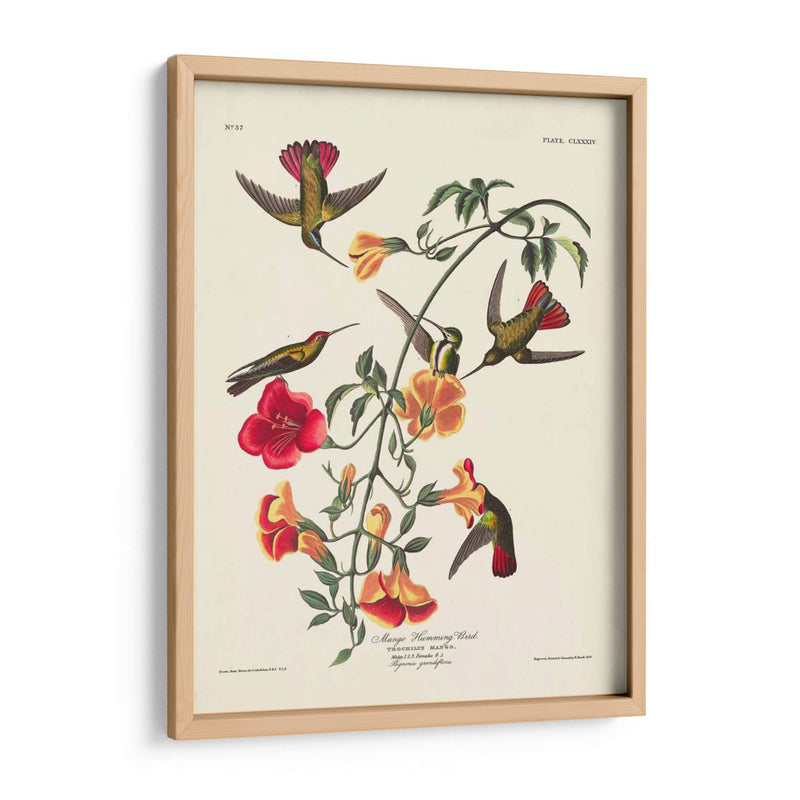Pl 184 Mango Colibrí - John James Audubon | Cuadro decorativo de Canvas Lab