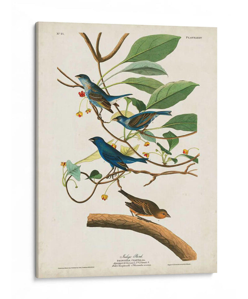 Pl 74 Ave Indigo - John James Audubon | Cuadro decorativo de Canvas Lab