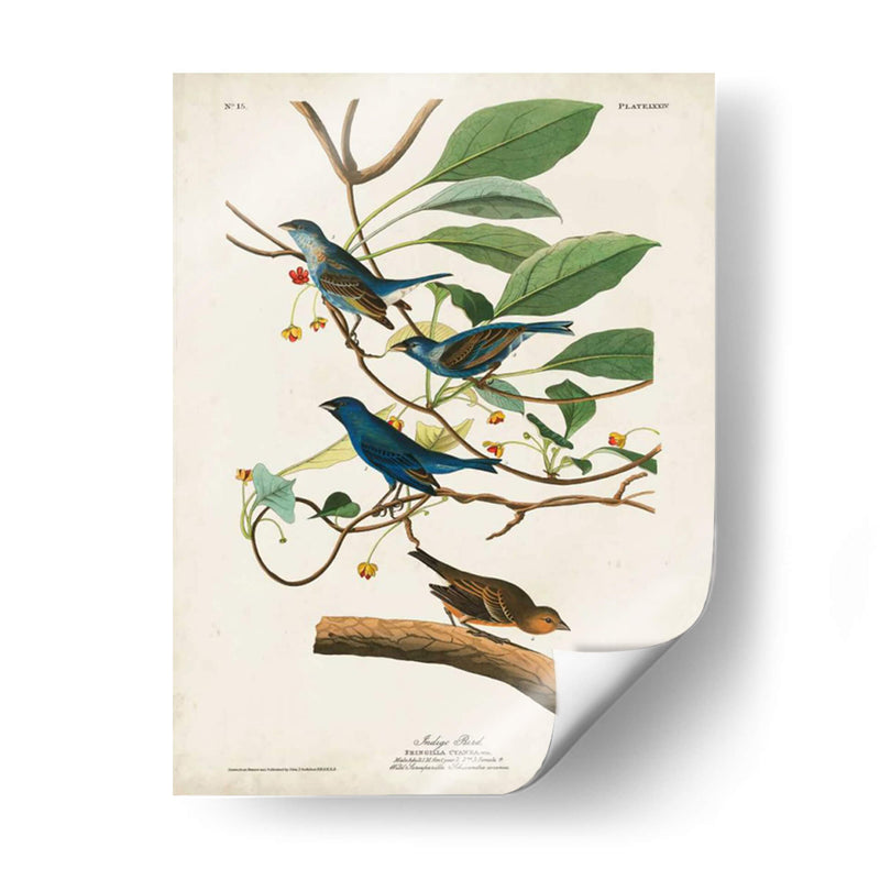 Pl 74 Ave Indigo - John James Audubon | Cuadro decorativo de Canvas Lab