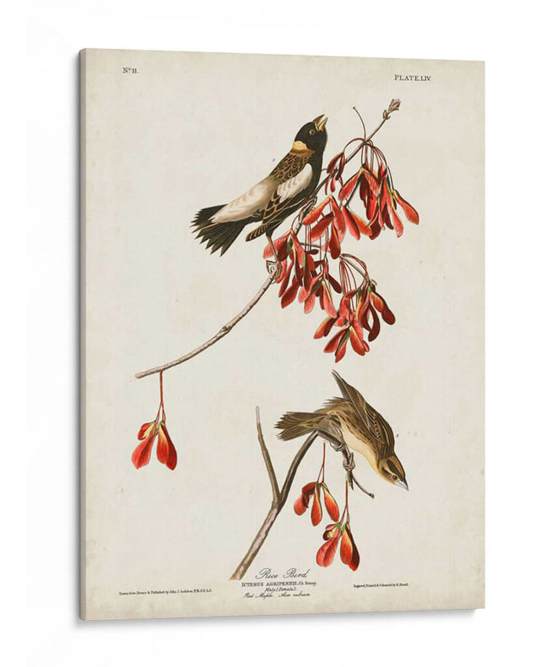 Pl 54 Aves De Arroz - John James Audubon | Cuadro decorativo de Canvas Lab