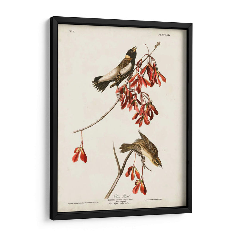 Pl 54 Aves De Arroz - John James Audubon | Cuadro decorativo de Canvas Lab