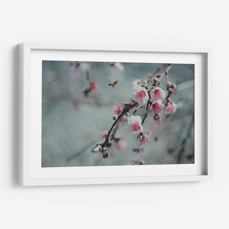 Abeja y flor de cerezo | Cuadro decorativo de Canvas Lab