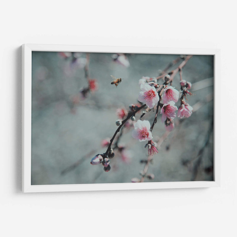 Abeja y flor de cerezo | Cuadro decorativo de Canvas Lab