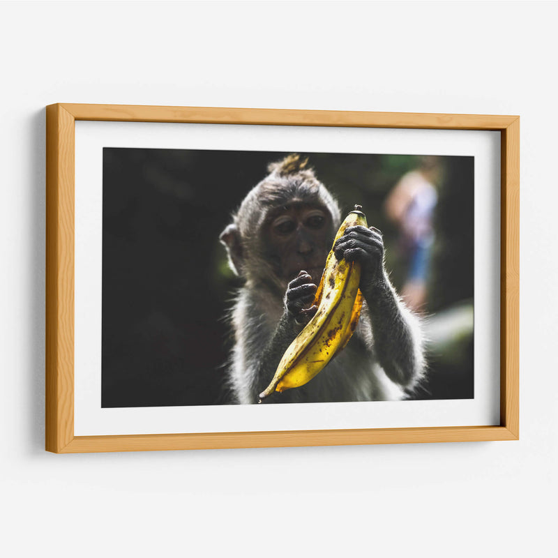 Mono con banana | Cuadro decorativo de Canvas Lab