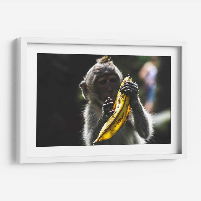 Mono con banana | Cuadro decorativo de Canvas Lab