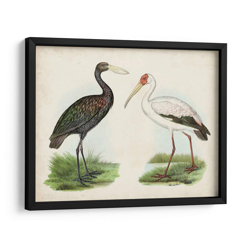 Antiguos Aves Acuáticas I | Cuadro decorativo de Canvas Lab