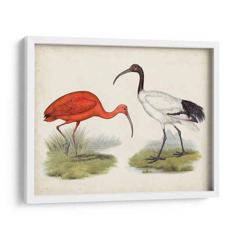 Antiguas Aves Acuáticas Ii | Cuadro decorativo de Canvas Lab