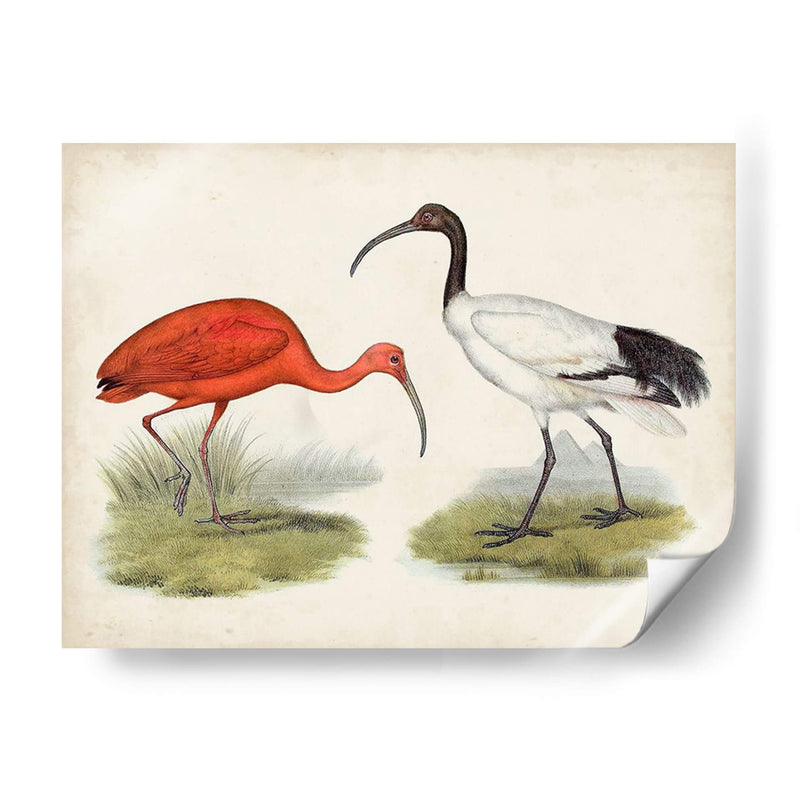 Antiguas Aves Acuáticas Ii | Cuadro decorativo de Canvas Lab