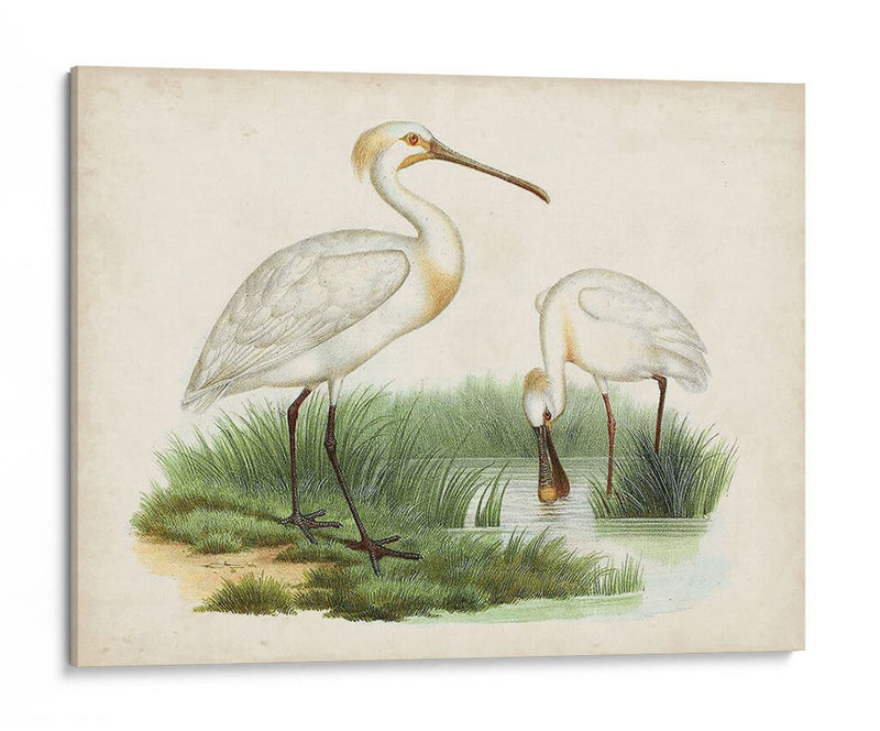 Antiguos Aves Acuáticas Iii | Cuadro decorativo de Canvas Lab