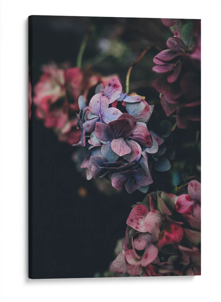 Hermosas hortensias | Cuadro decorativo de Canvas Lab