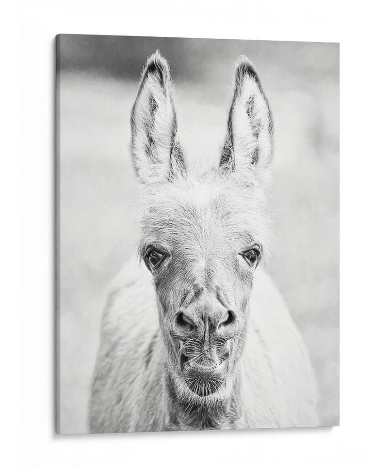 Donkey Retrato Iv - PH Burchett | Cuadro decorativo de Canvas Lab