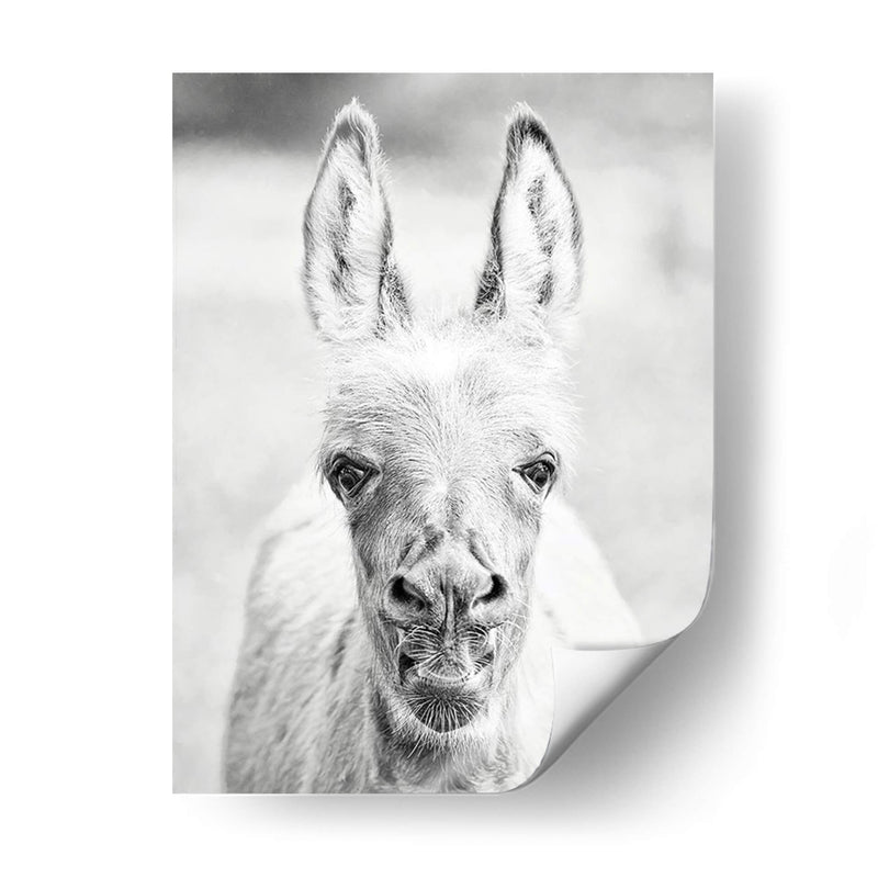 Donkey Retrato Iv - PH Burchett | Cuadro decorativo de Canvas Lab