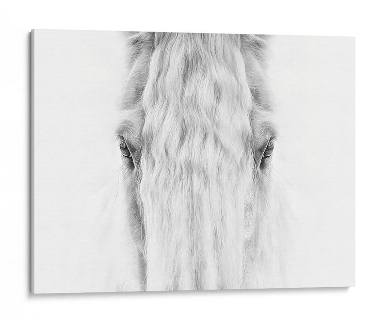 Retrato De Caballo Blanco Y Negro Iv - PH Burchett | Cuadro decorativo de Canvas Lab