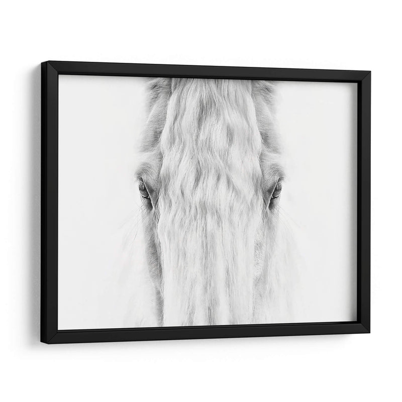 Retrato De Caballo Blanco Y Negro Iv - PH Burchett | Cuadro decorativo de Canvas Lab