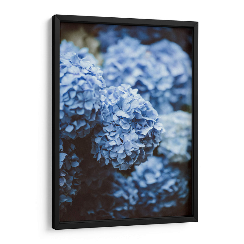 Hortensias azules | Cuadro decorativo de Canvas Lab