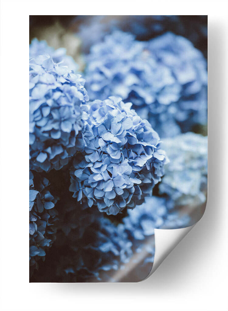 Hortensias azules | Cuadro decorativo de Canvas Lab