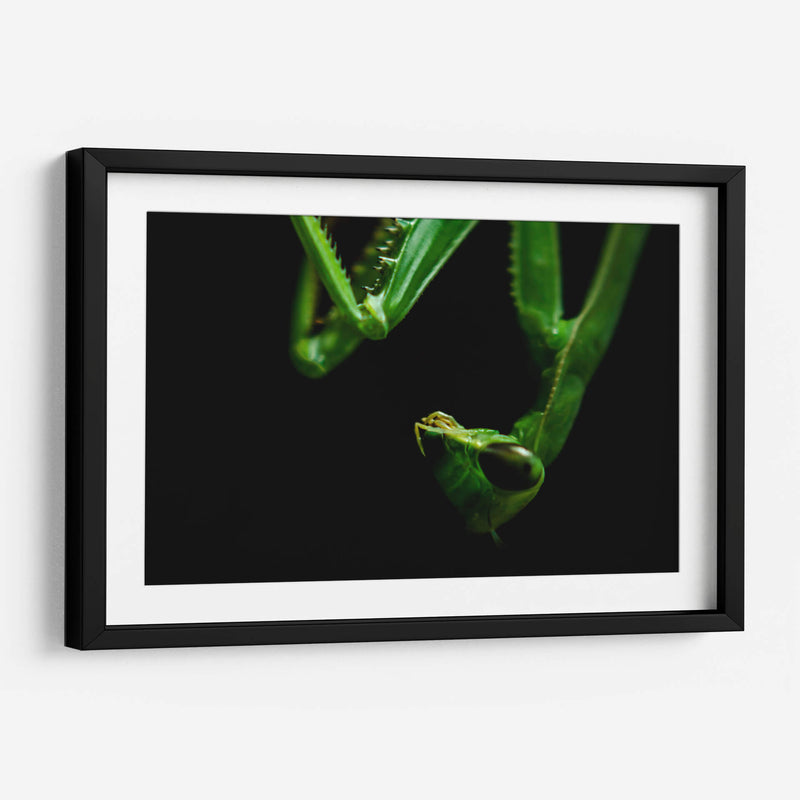 Mantis - HCTR | Cuadro decorativo de Canvas Lab