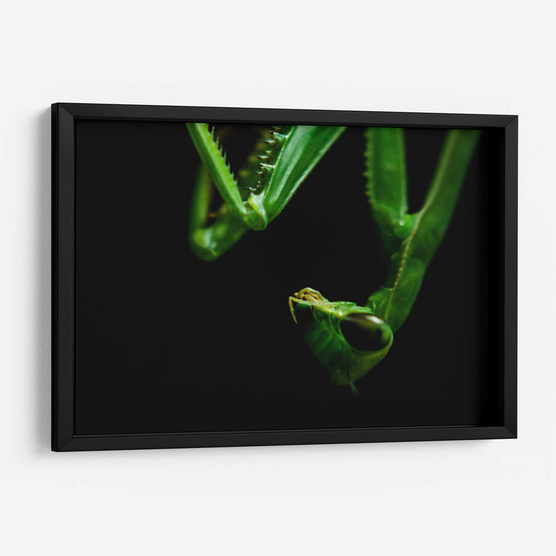 Mantis - HCTR | Cuadro decorativo de Canvas Lab
