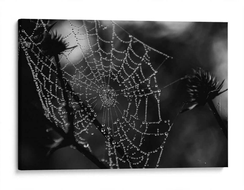Spider Web - HCTR | Cuadro decorativo de Canvas Lab