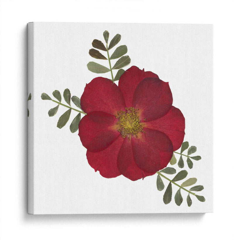 Red Rose - Designs by Andrea | Cuadro decorativo de Canvas Lab