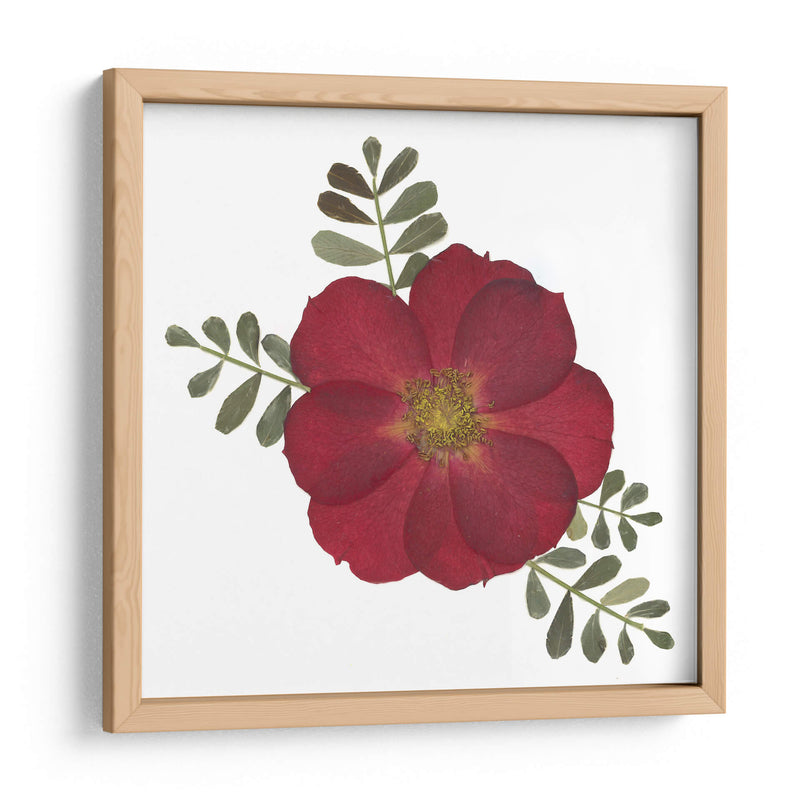 Red Rose - Designs by Andrea | Cuadro decorativo de Canvas Lab