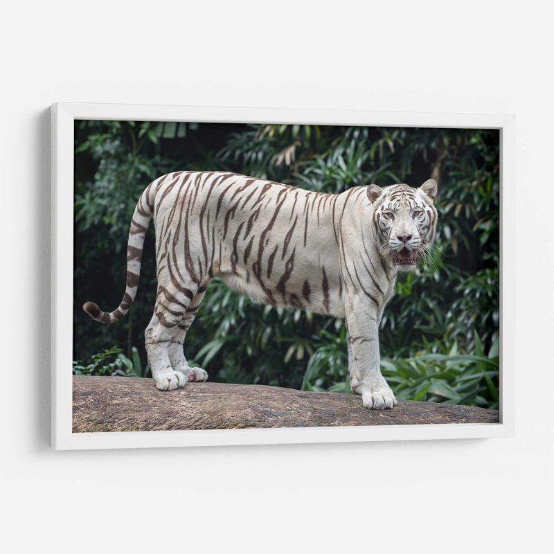 Tigre blanco | Cuadro decorativo de Canvas Lab