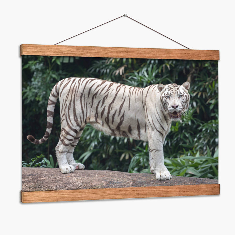 Tigre blanco | Cuadro decorativo de Canvas Lab