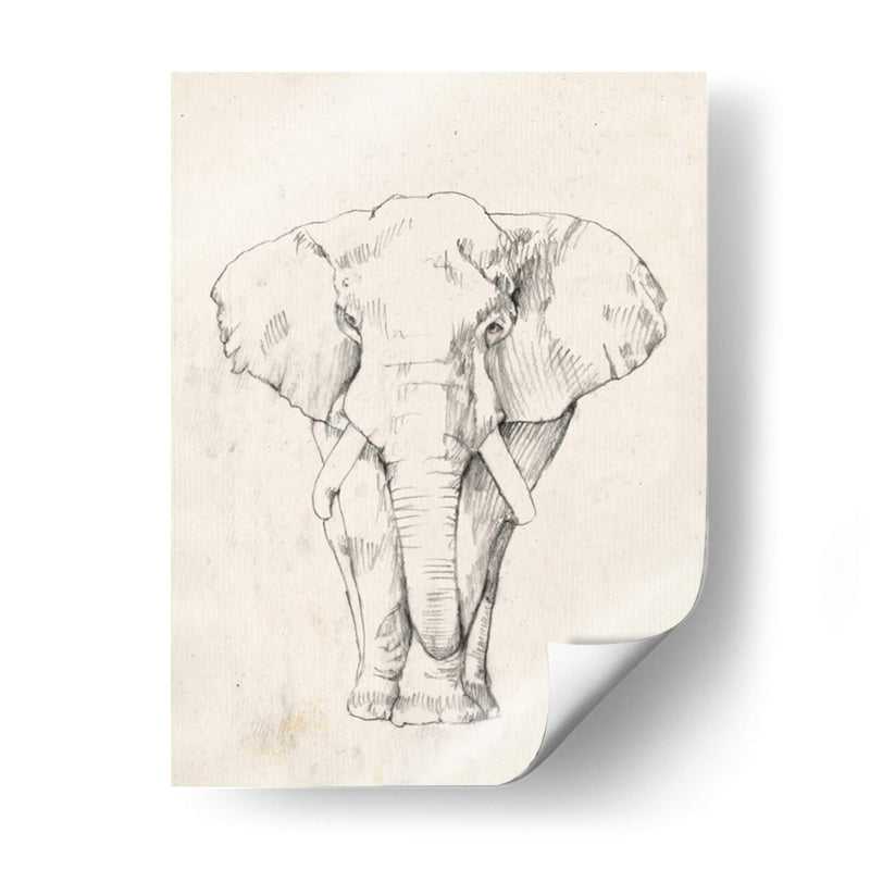 Retrato De Elefante I - Jennifer Goldberger | Cuadro decorativo de Canvas Lab