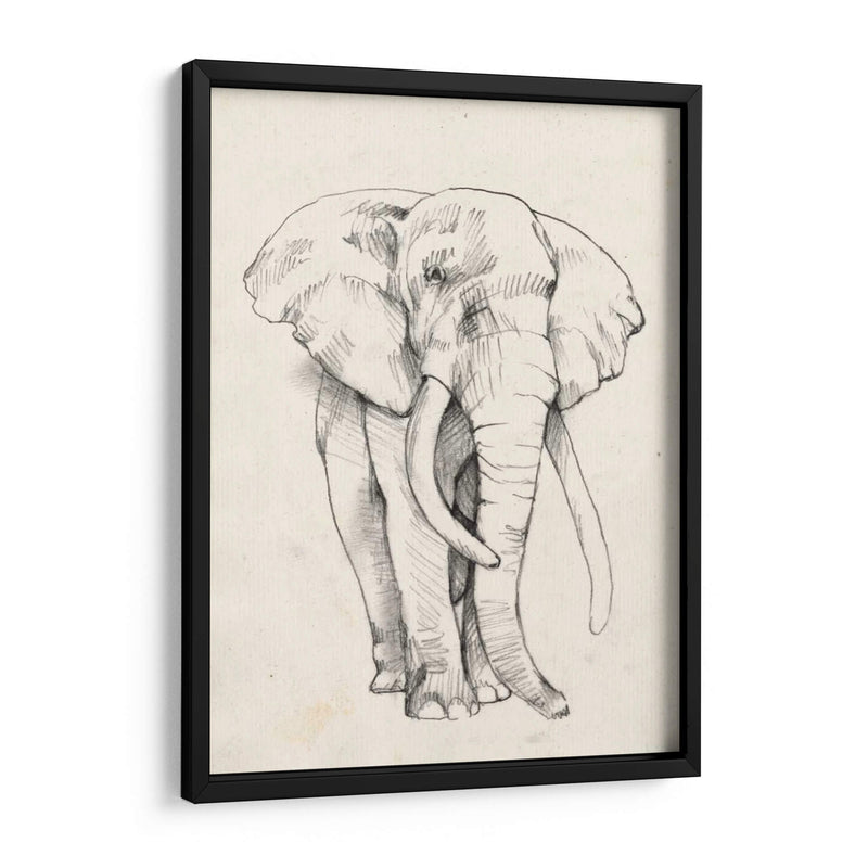 Retrato De Elefante Ii - Jennifer Goldberger | Cuadro decorativo de Canvas Lab