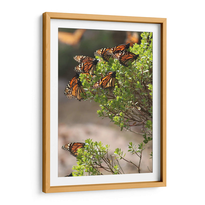 Mariposas monarca - Luis Rodrigo Magaña Andrade | Cuadro decorativo de Canvas Lab