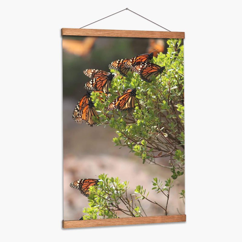 Mariposas monarca - Luis Rodrigo Magaña Andrade | Cuadro decorativo de Canvas Lab
