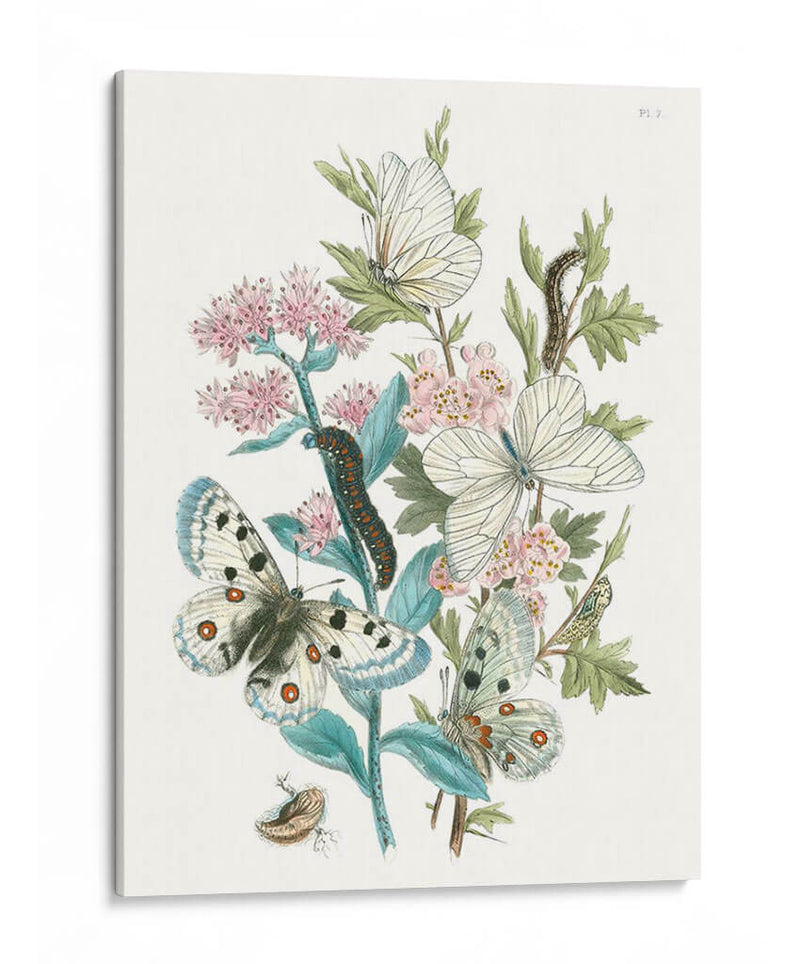 Mariposas Británicas Iii | Cuadro decorativo de Canvas Lab